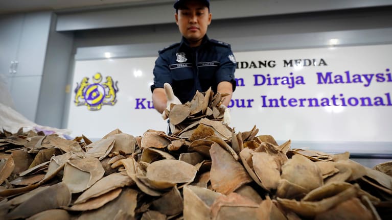 Seized pangolin scales are displayed by a Malaysian Customs official after a press conference at Customs office in Sepang
