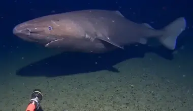 First ever recording of shark in Antarctic waters
