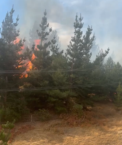 Watch: Flames tear through trees in Central Otago fire