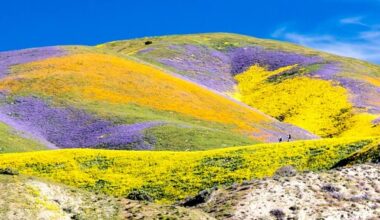 2026 Superblooms: Photograph Without Destroying