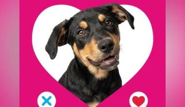 This Valentine's Day, swipe right on a new fur bestie