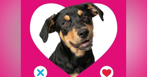 This Valentine's Day, swipe right on a new fur bestie
