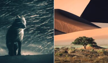 Left: A wolf sits in the snow at night, illuminated by dramatic light and swirling flakes. Right: A lone tree stands in a desert landscape with large, sunlit sand dunes in the background.