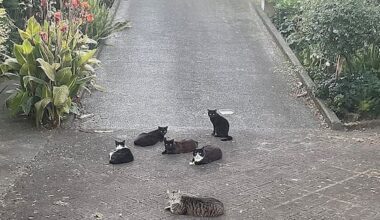 Residents urge action over Ōpōtiki cat plague