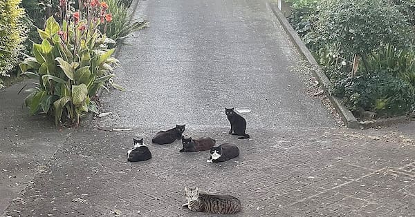 Residents urge action over Ōpōtiki cat plague