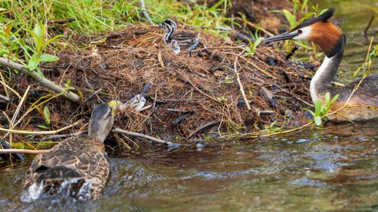 The adult pūteketeke didn't see the danger as they don't perceive ducks as a threat, DOC says. (Source: Supplied / Department of Conservation)