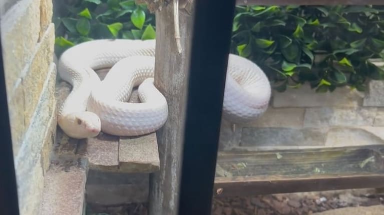 The animals were safely rescued and taken into care. 