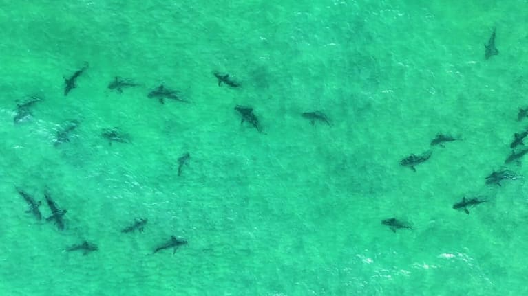 The bronze whaler sharks swimming just offshore Mangawhai