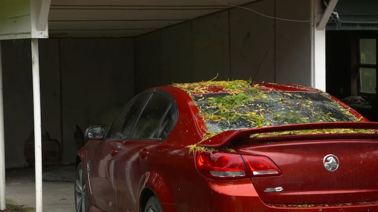 The family car, parked next to the tree that had fallen, was miraculously undamaged.