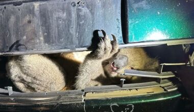 Koala rescued after becoming trapped in car grille in Adelaide