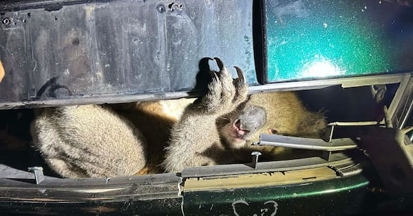 Koala rescued after becoming trapped in car grille in Adelaide