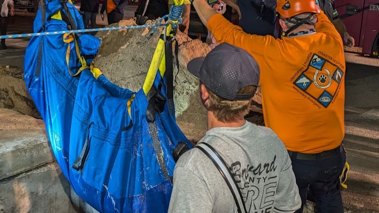This photo provided by Brevard County Fire Rescue shows members of Brevard County Fire Rescue help rescue a manatee that was stuck in a storm drain