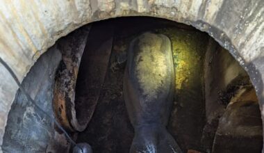 Nearly 200kg manatee rescued from Florida storm drain