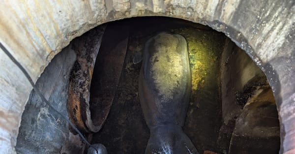 Nearly 200kg manatee rescued from Florida storm drain
