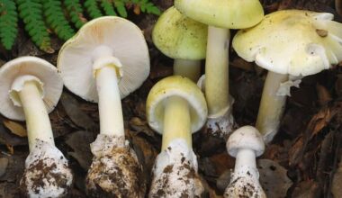 Four dead after eating death cap mushrooms in California