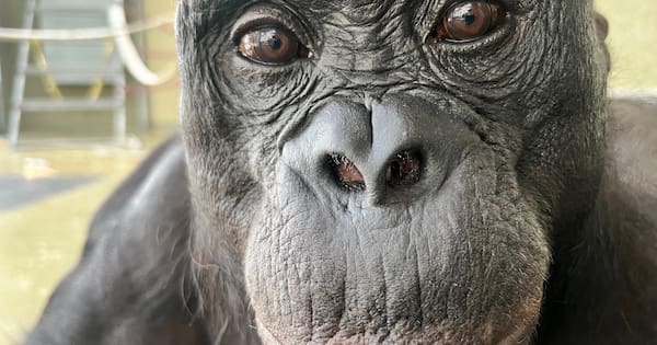 Can apes play pretend? Scientists use an imaginary tea party to find out