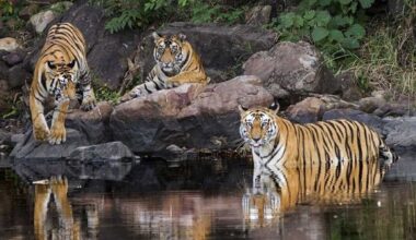 The Tiger Population Doubled in India in Just Ten Years