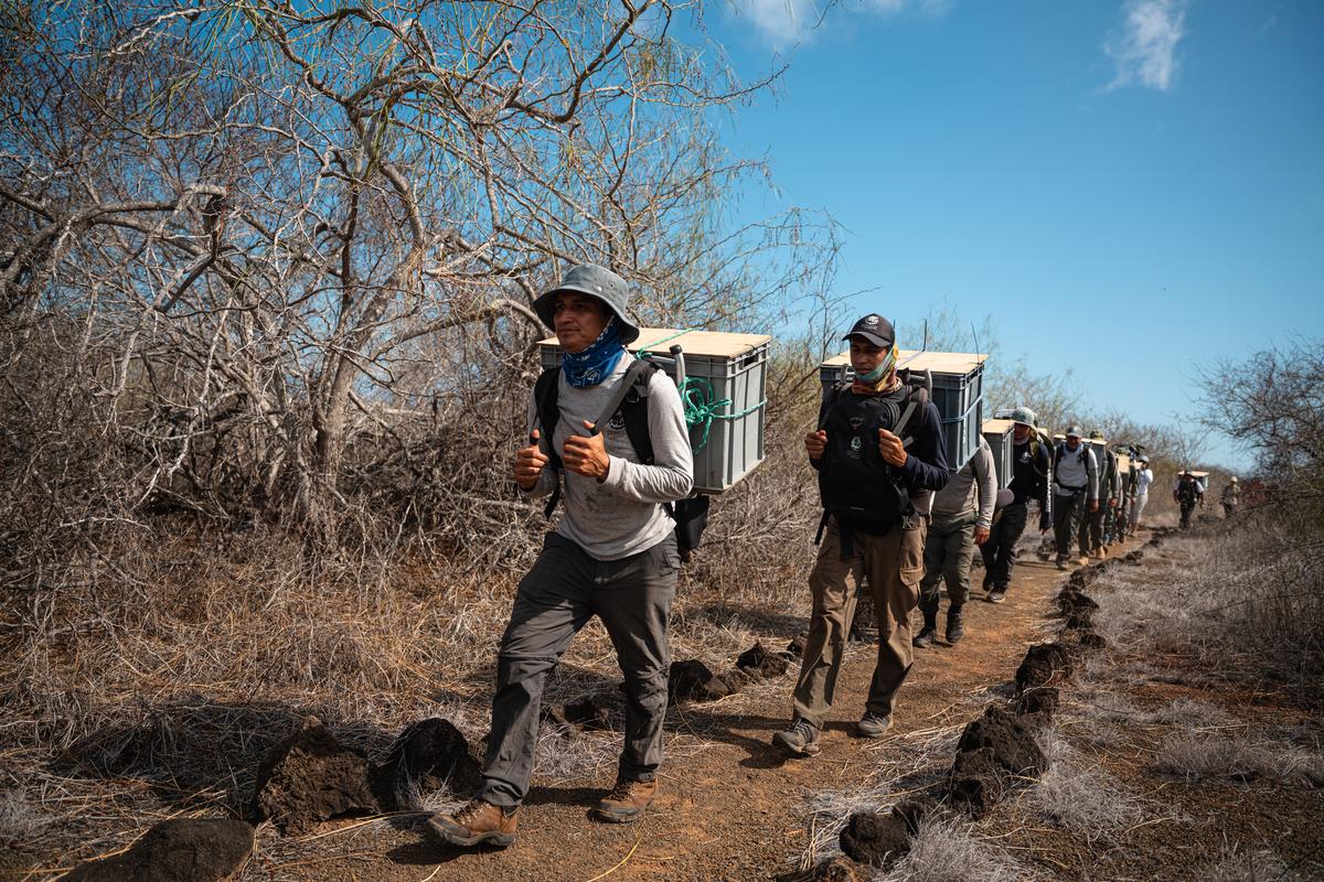 Park workers carry Floreana tortoises to their new locations.