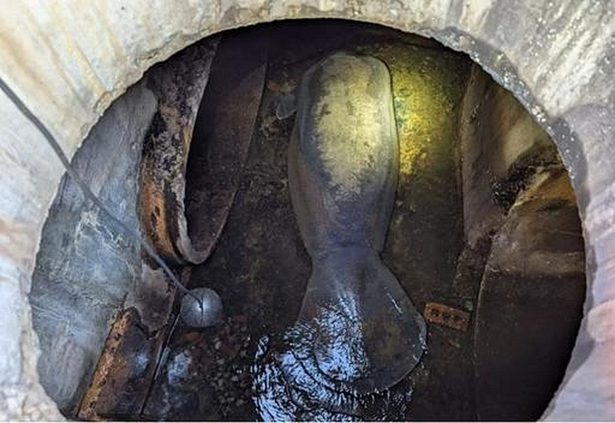 Florida Manatee Rescued From Drainage Pipe After Dramatic Operation