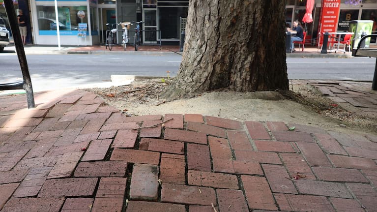 Some trees have broken water pipes, allowing them to outgrow other trees on the street that were planted at the same time.