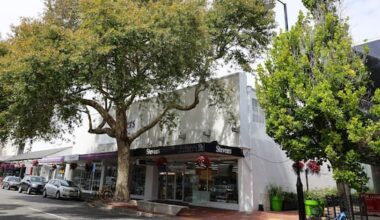 Nelson CBD trees get the axe, three times as many to be planted