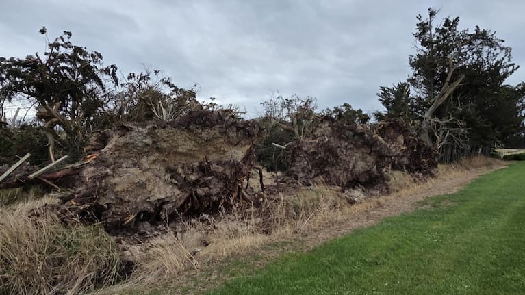 Trees down along Rongotea Rd, Rongotea