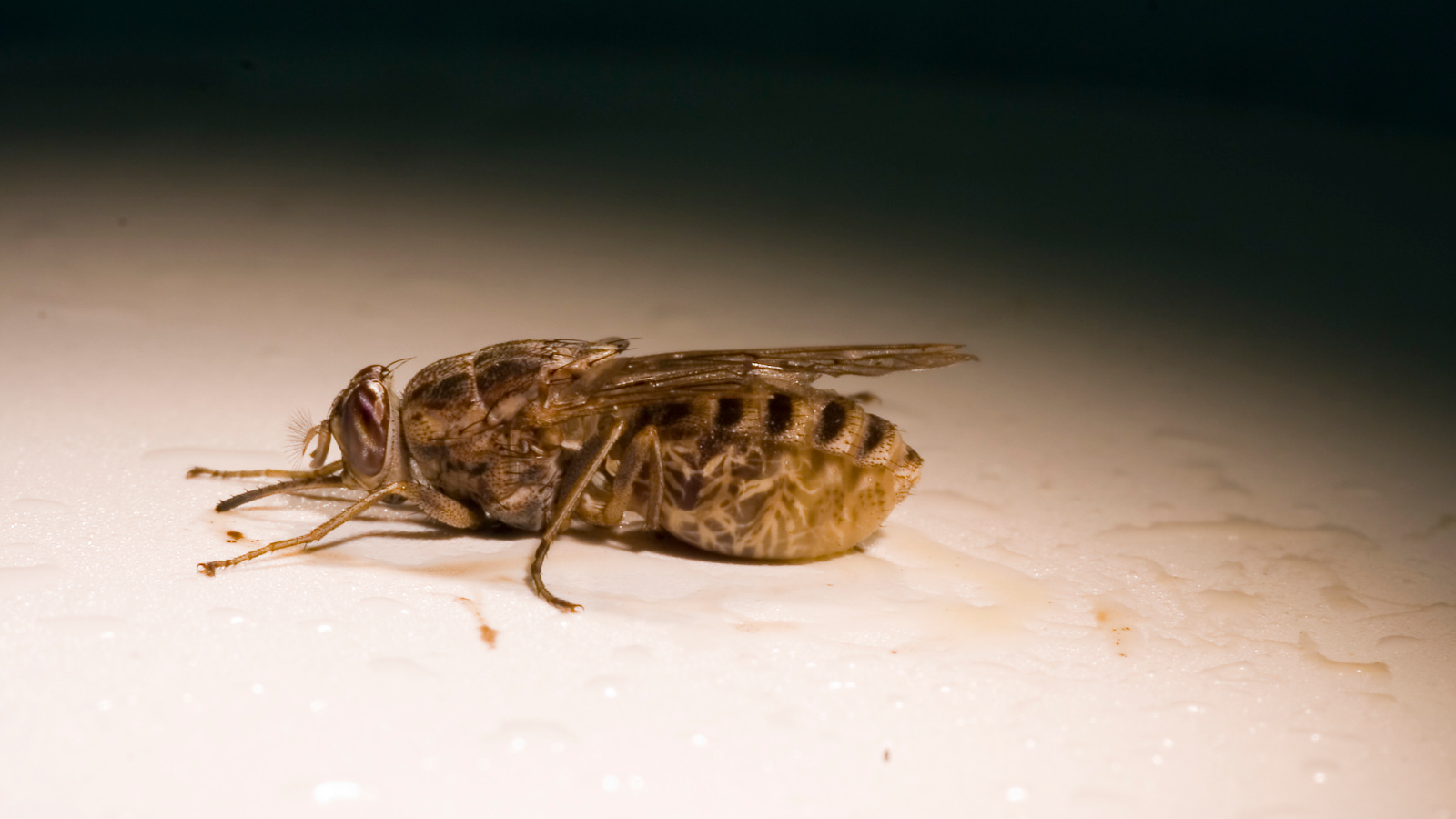 close up Tsetse flies
