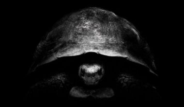 Why is Bezos trolling Musk on X with turtle pics? Because he has a new Moon plan.