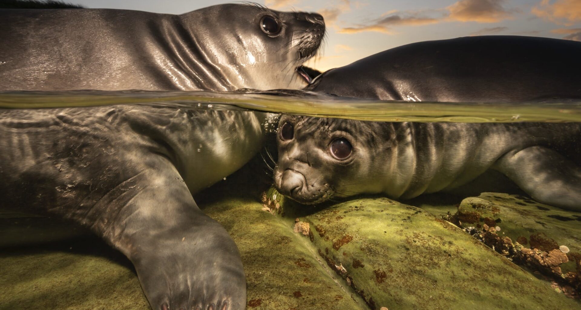 Two elephant seals interact in the water
