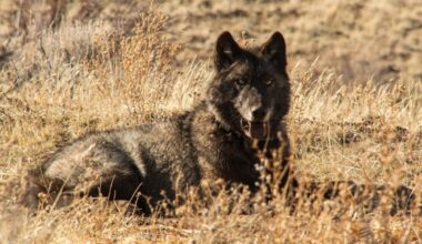 A gray wolf was found in LA County for the first time in 100 years