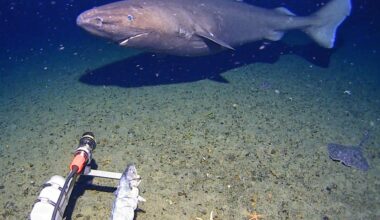Surprise shark sighting in Antarctica’s near-freezing deep