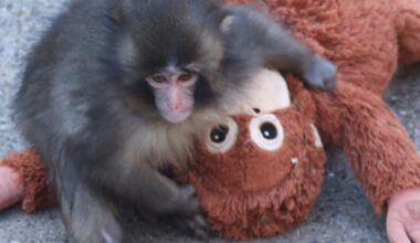 Punch the monkey may have been abandoned by his peers, but he found a place in our hearts