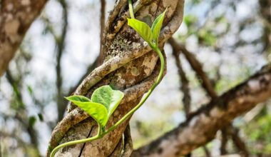 How vines search for and attach to other plants