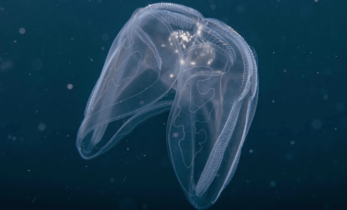 Votre Texte De Paragraphe (14)