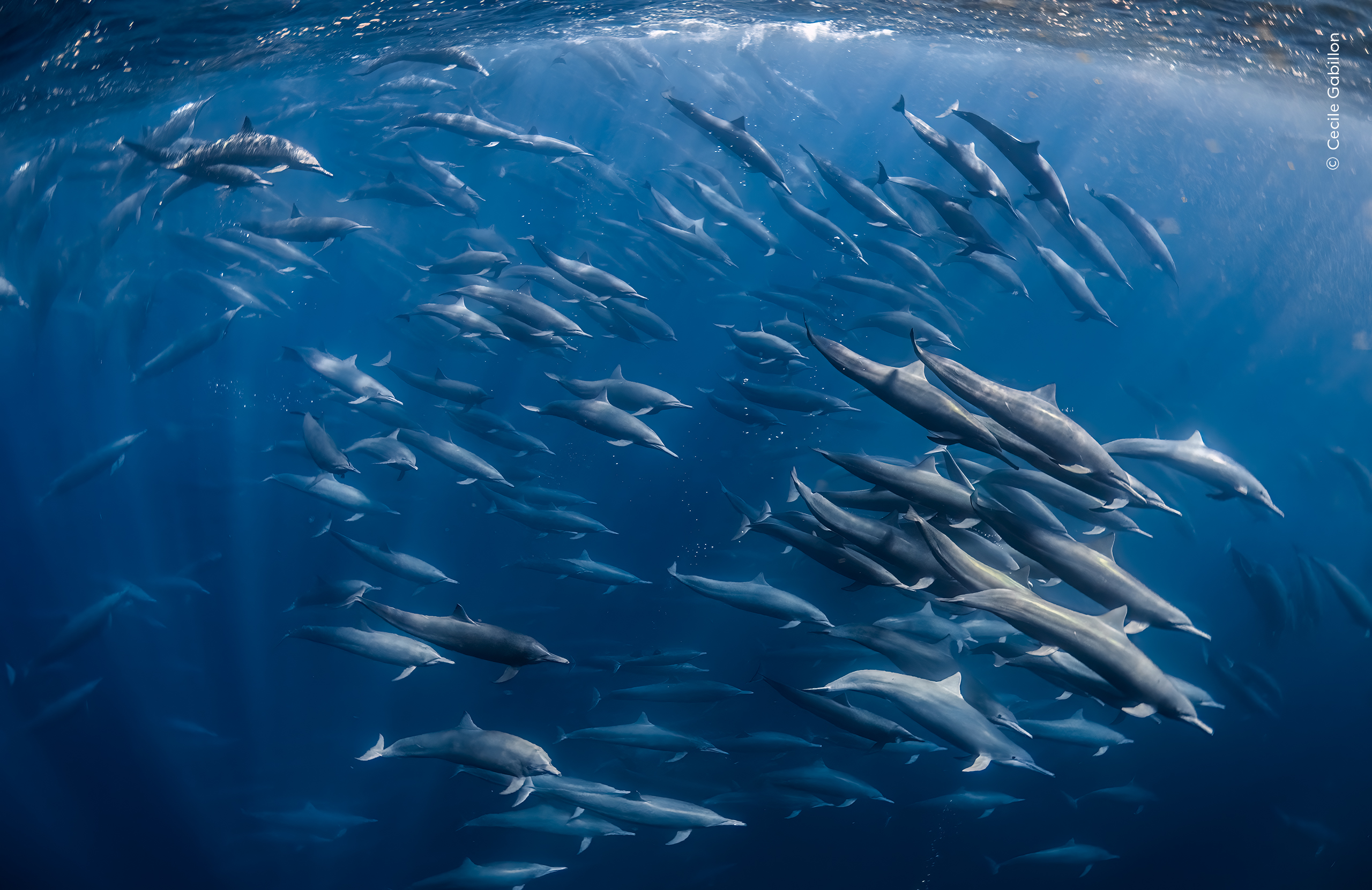 A superpod of spinner dolphins hunting in the Pacific Ocean.