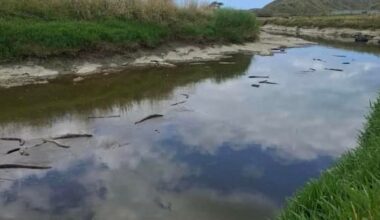 Hundreds of eels died due to natural 'blackwater event'