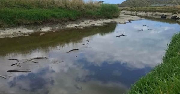 Hundreds of eels died due to natural 'blackwater event'