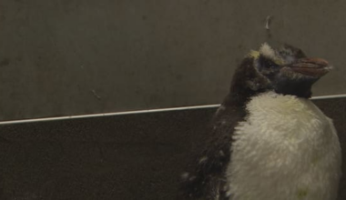 Wellington Zoo launches fundraiser for birds injured in wild weather