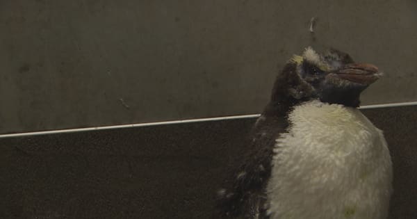 Wellington Zoo launches fundraiser for birds injured in wild weather