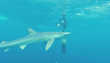 Why shark sightings are rising even as numbers decline