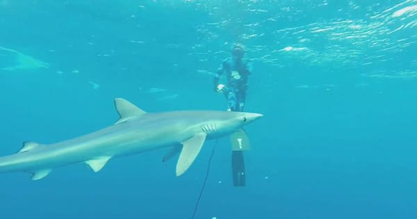 Why shark sightings are rising even as numbers decline