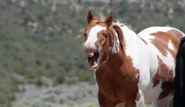 Scientists finally solve the mystery of the horse whinny