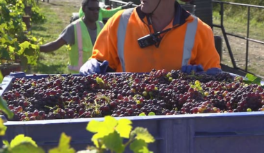 Grape expectations as winemakers experience earliest vintage