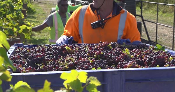 Grape expectations as winemakers experience earliest vintage