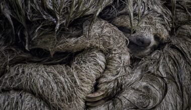 A brown-throated three-toed sloth cradles her young in her arms to shelter it from the rain.