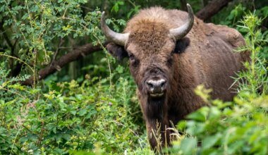 A Century After Vanishing, a Gentle Giant Returns
