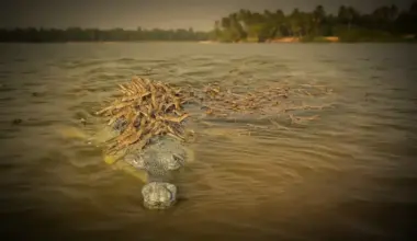 You’ve Never Seen Anything Like This: 100 Baby Crocodiles Ride on Their Father’s Back in Jaw-Dropping Wildlife Photo