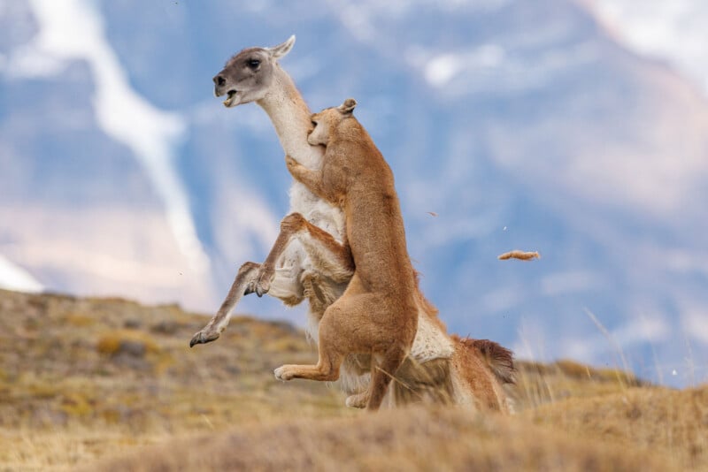 A puma leaps onto the back of a guanaco in a grassy, mountainous landscape, gripping its prey as the guanaco attempts to escape. Snowy peaks are blurred in the background.