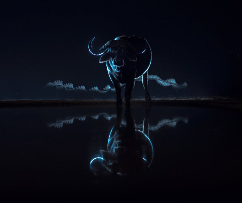 A buffalo stands in shallow water at night, illuminated by a blue light that outlines its body and creates a glowing reflection on the water's surface against a dark background.