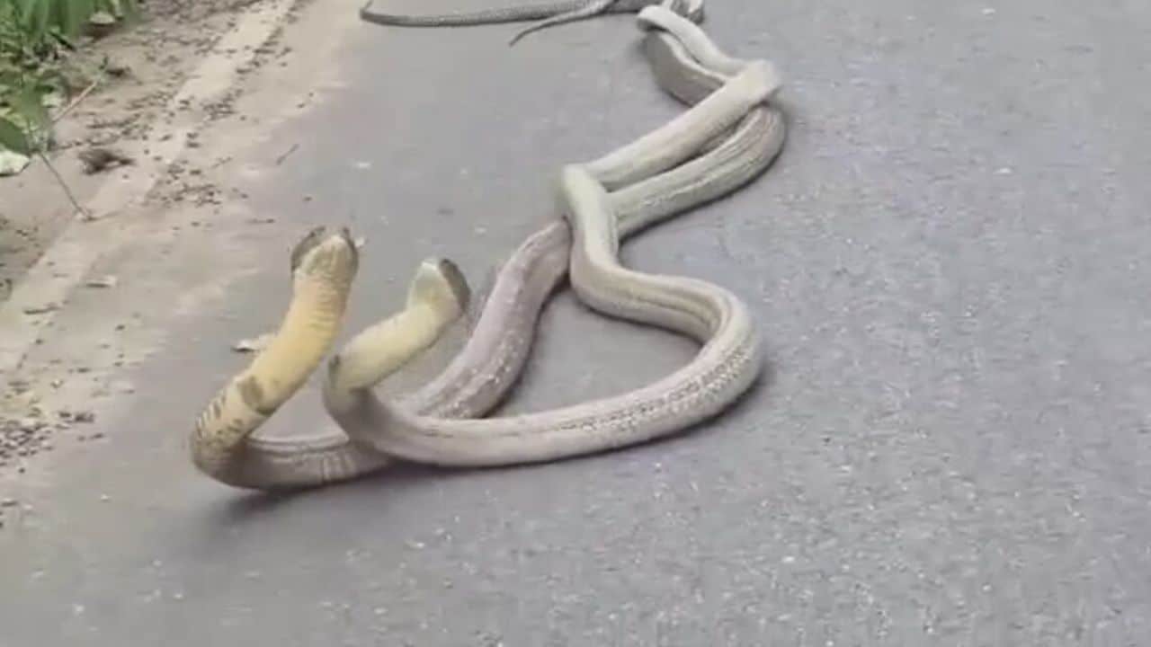Two king cobras mating by the roadside in Khlong Thom, Krabi